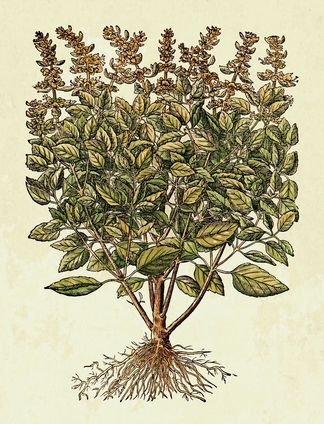 Basilico