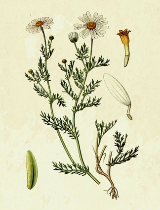 Camomilla romana