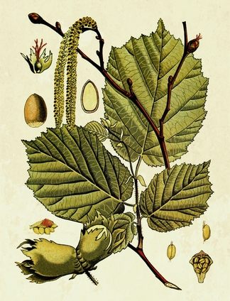 Nocciòlo