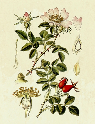 Rosa canina